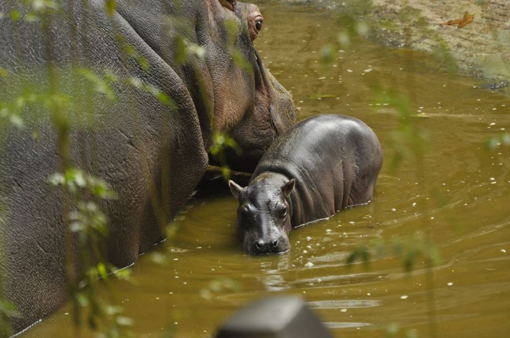 Nace hipopótamo en Zoológico de Chapultepec.